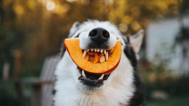 que verduras pueden comer los perros 2
