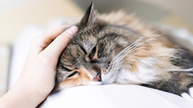 gato enfermo