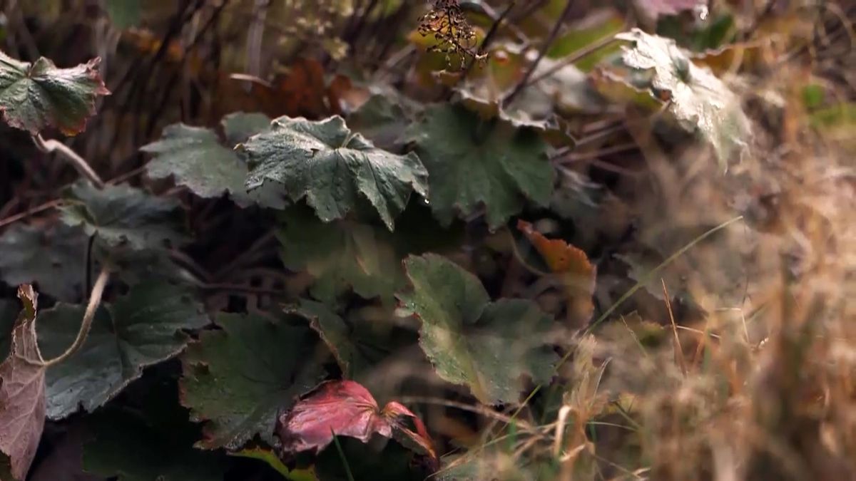 971 jardineria euchera hoja floracion