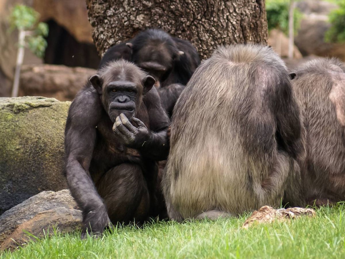 Los bonobos modifican el sentido de los sonidos en función del contexto y su combinación.