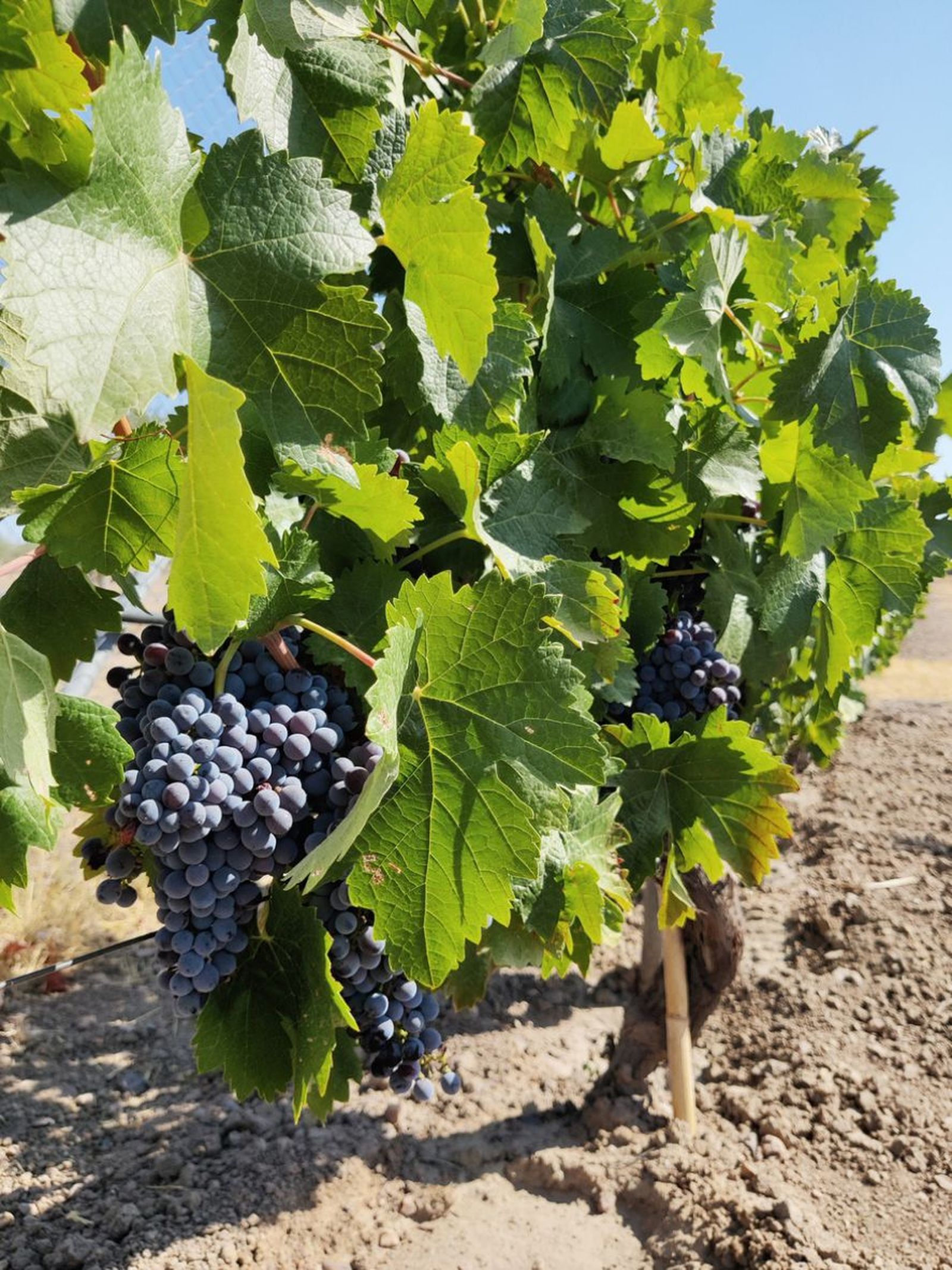 racimo de uvas en vinedo
