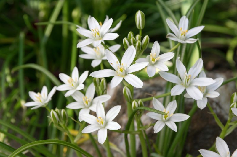 Flores de la Estrella de Belén