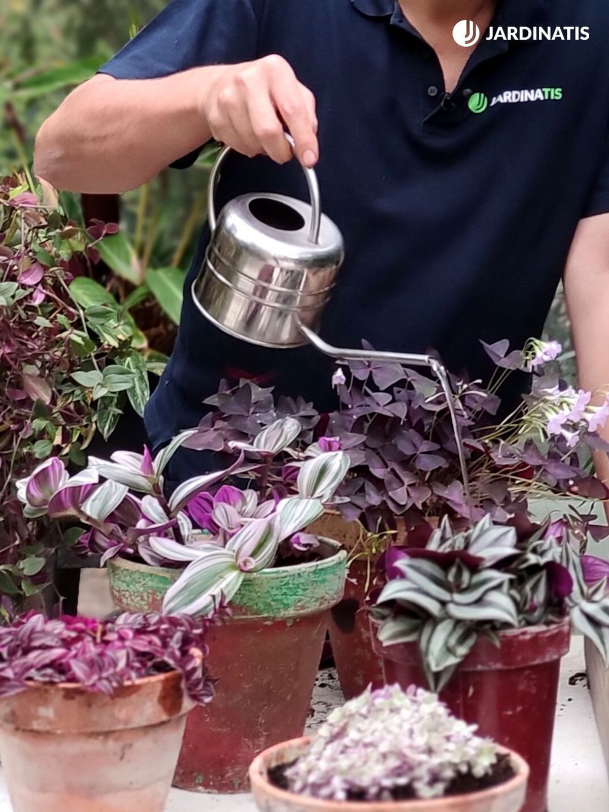 cuanto riego necesitan las tradescantias jardinatis 23 38