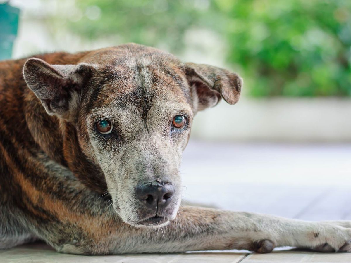 Un perro con cataratas