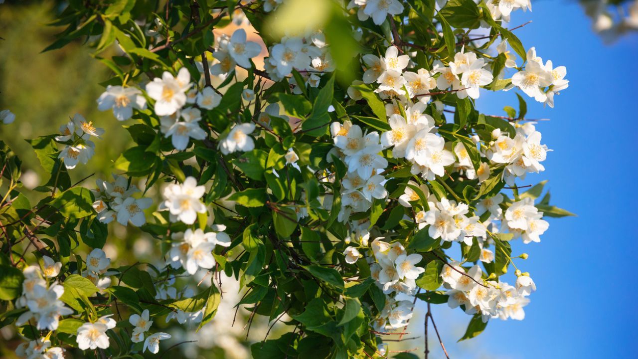 flores de jazmin