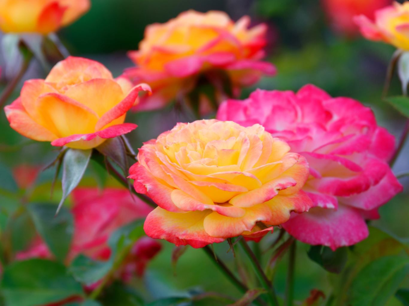 Flores de rosal.