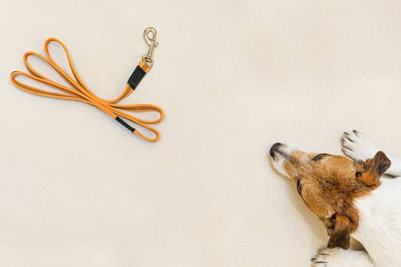 Las correas tradicionales están fabricadas con materiales como cuero, nylon o algodón.
