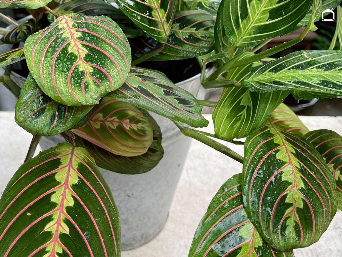 La Maranta leuconeura posee una hojas muy llamativas.
