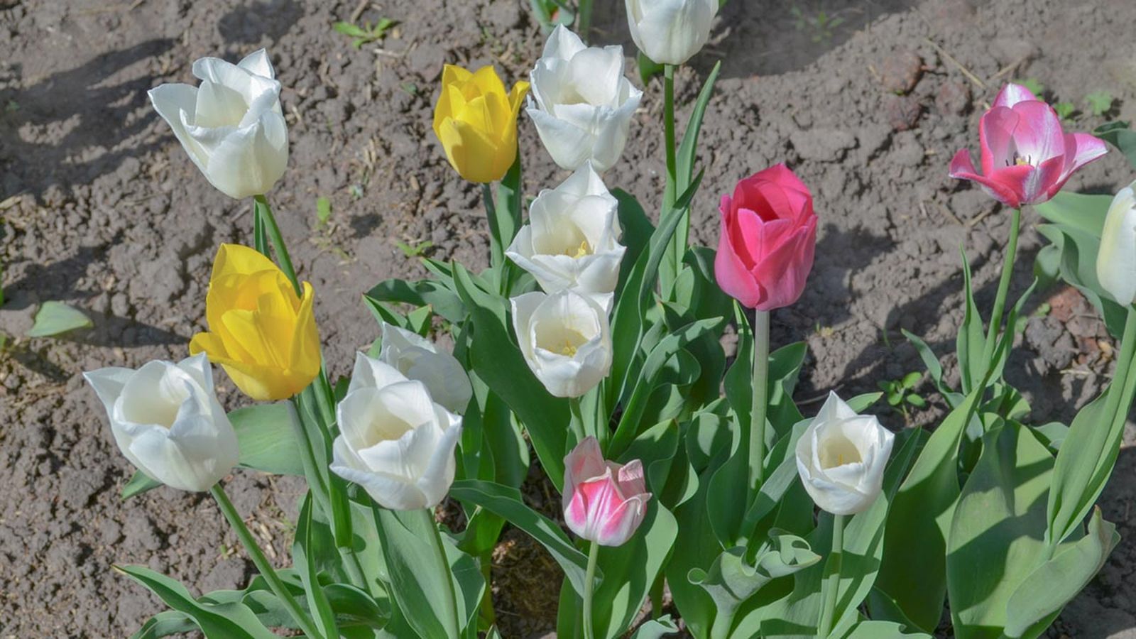 bulbo de tulipan plantar otono