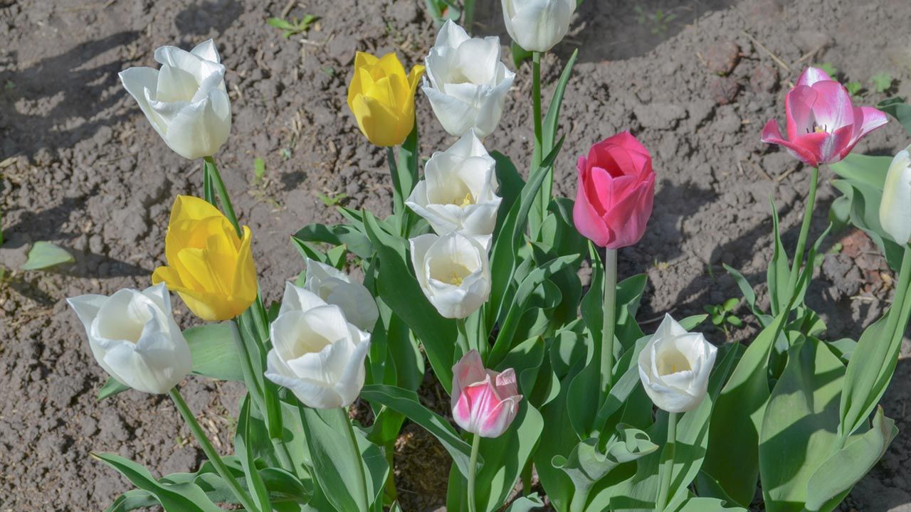 bulbo de tulipan plantar otono