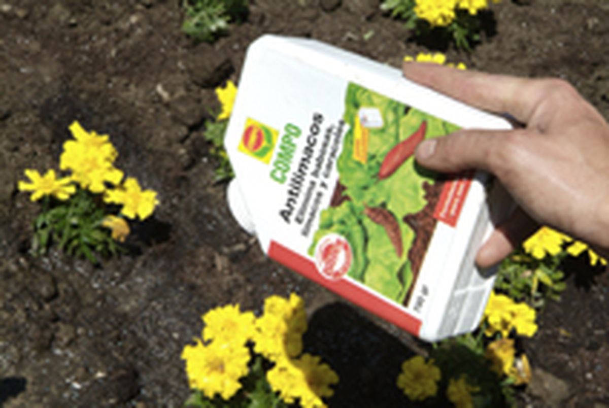 PARTERRE DE FLOR DE TEMPORADA P6