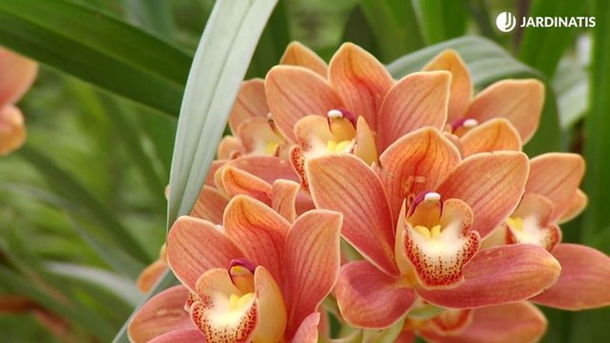 deco 681 orquideas invierno cymbidium