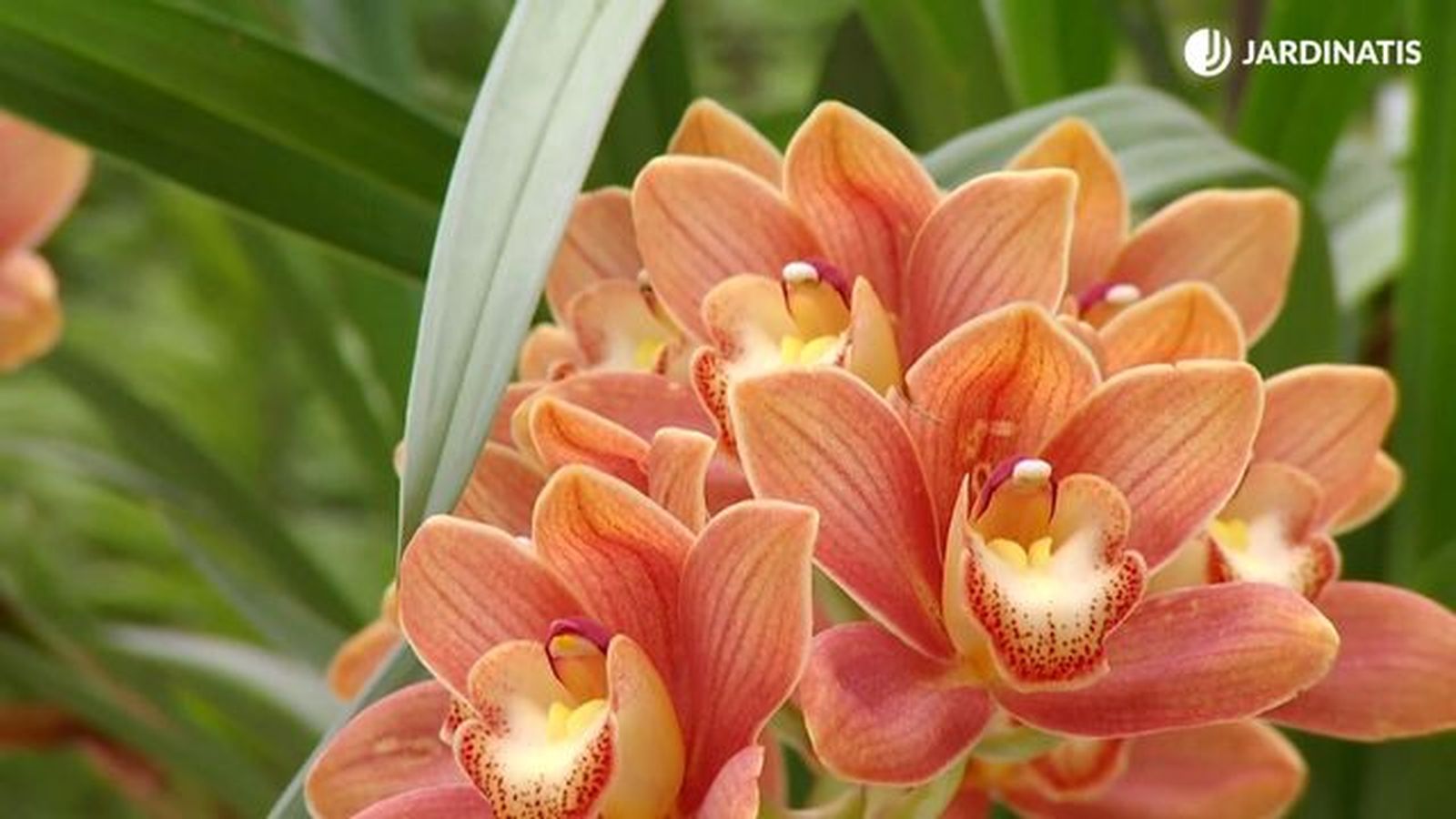 deco 681 orquideas invierno cymbidium