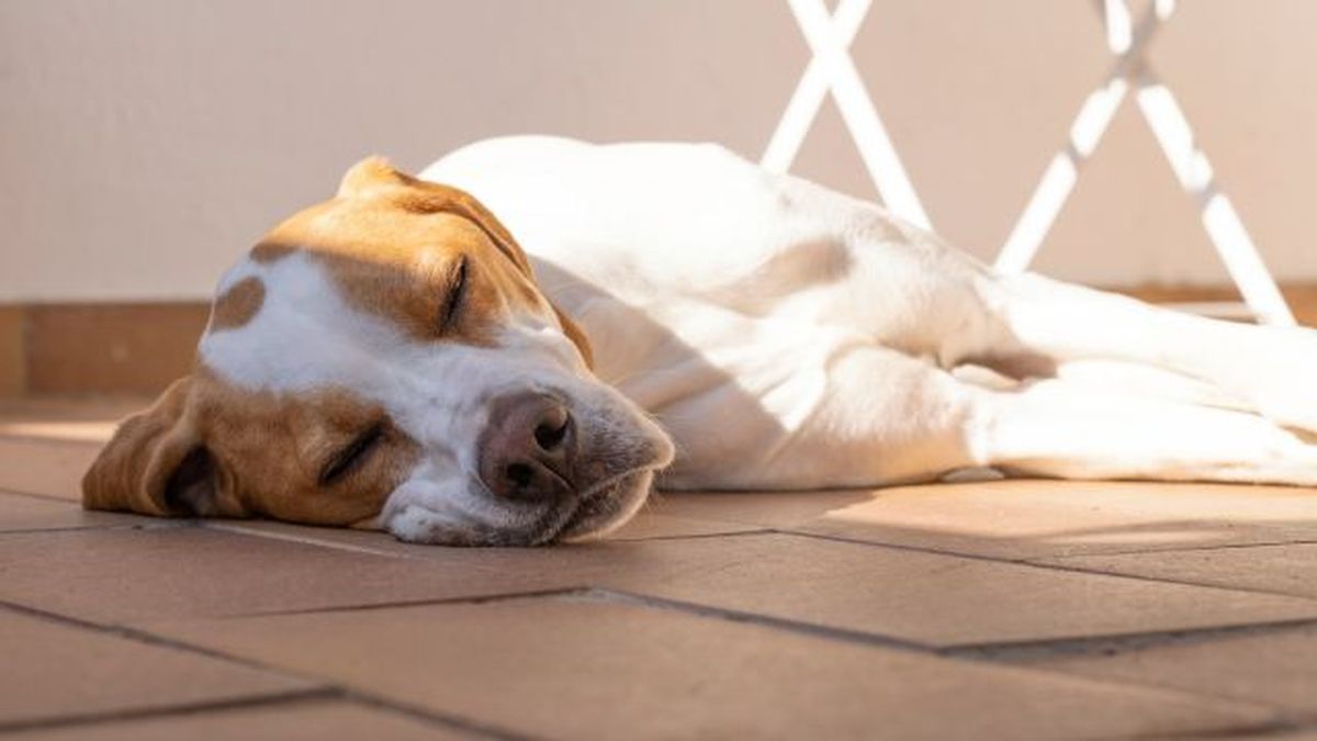 por que mi perro bebe mucha agua 3