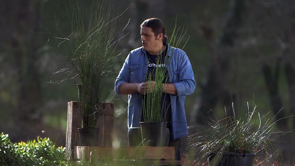 979 jardineria restio piropaisaje