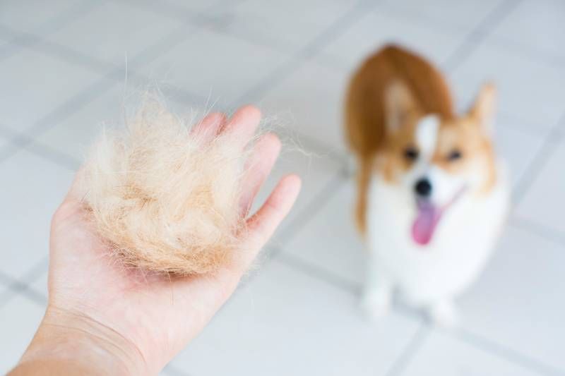 Realizar el stripping de forma regular conlleva una serie de beneficios para tu perro.
