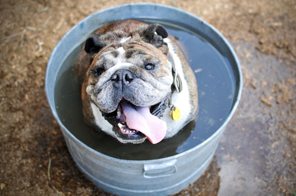 proteger golpe calor mascotas xl