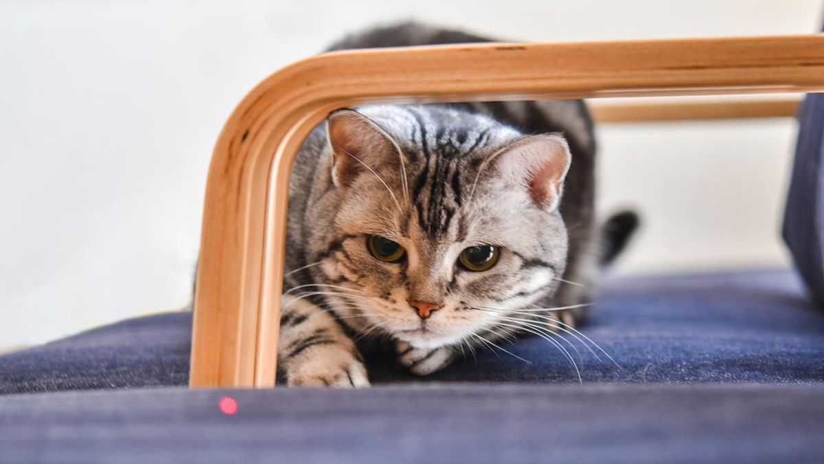 articulos mascotas felices 10 laser gato