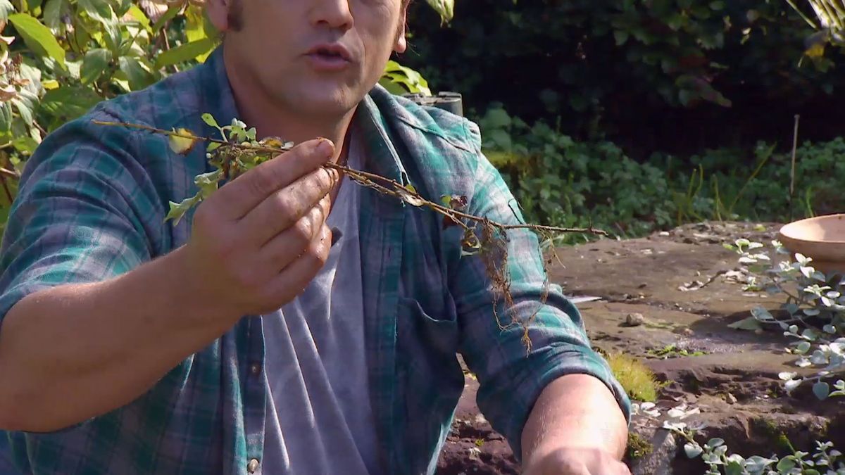 Deko 671 reproduccion helichrysum raices