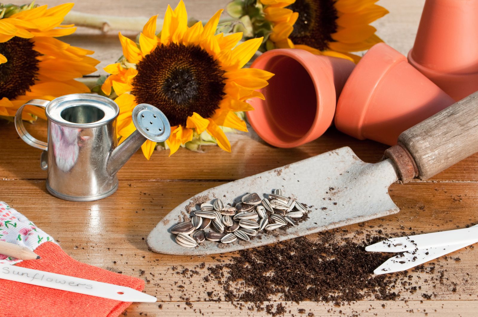 recolecta de semillas xl