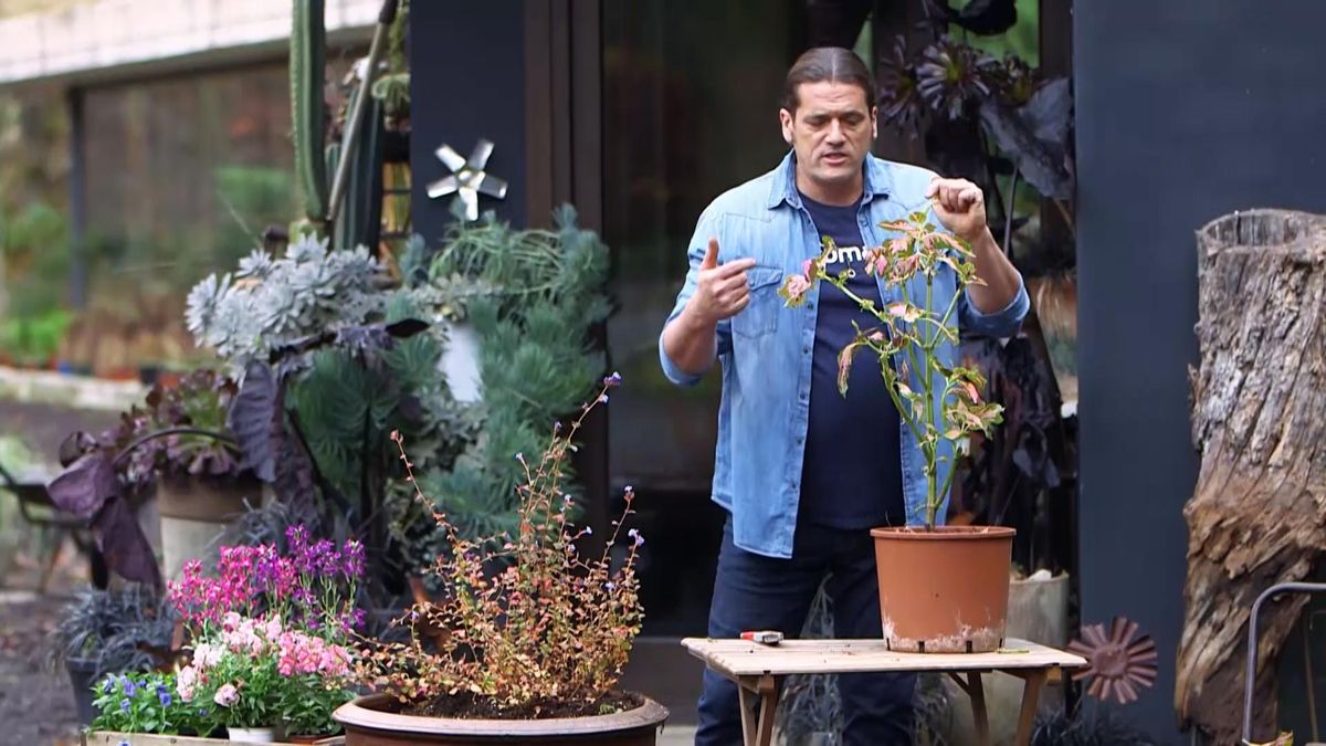 974 coleos hojas inigo