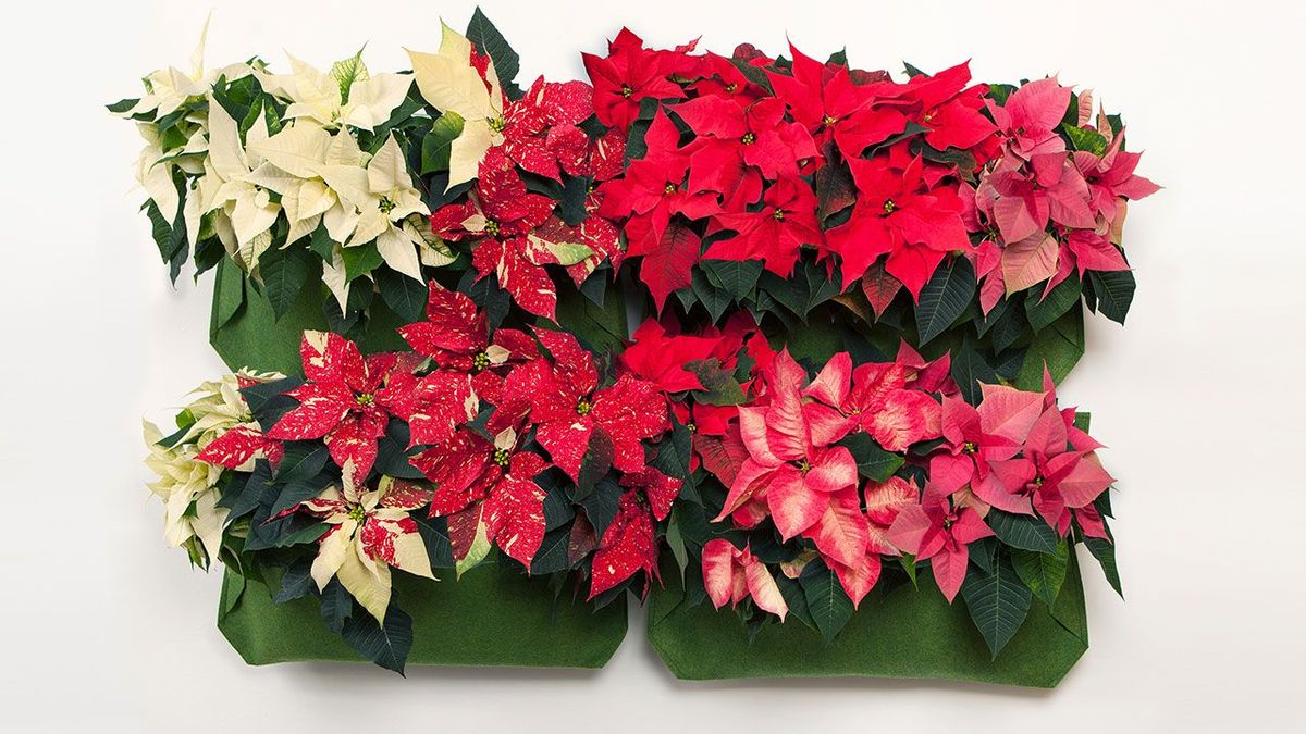 jardin vertical con flor de pascua xl