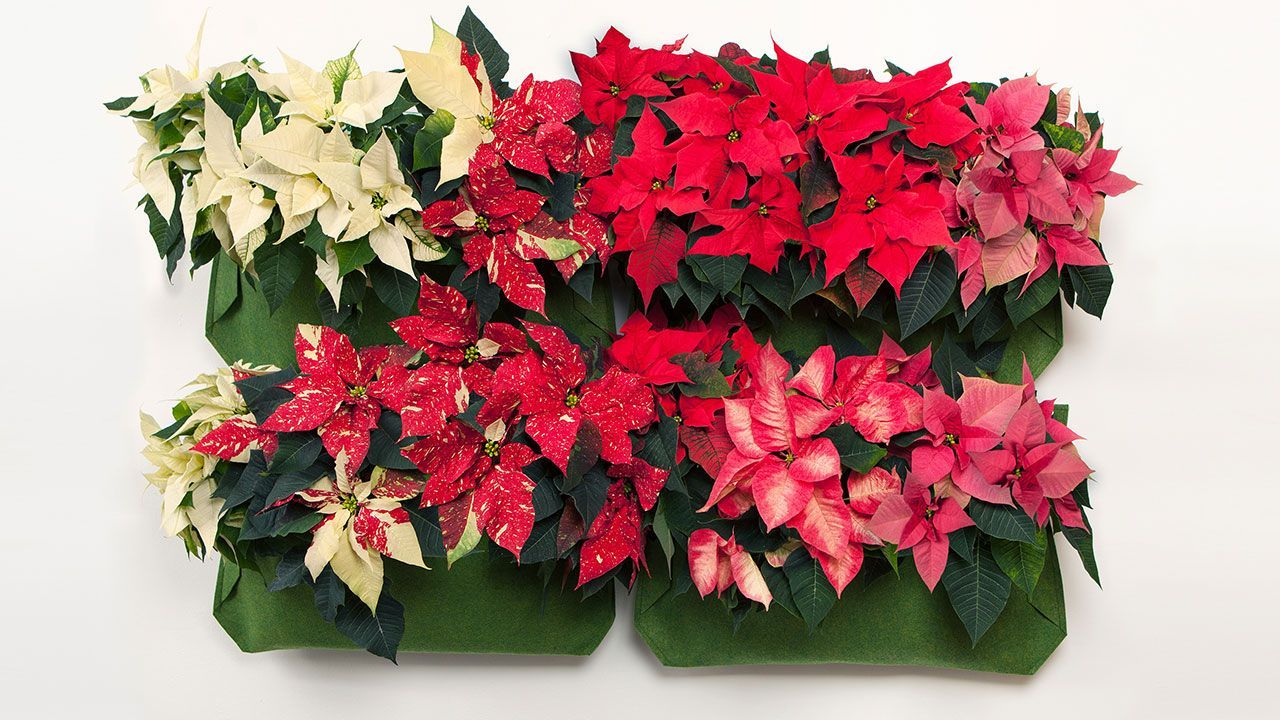 jardin vertical con flor de pascua xl
