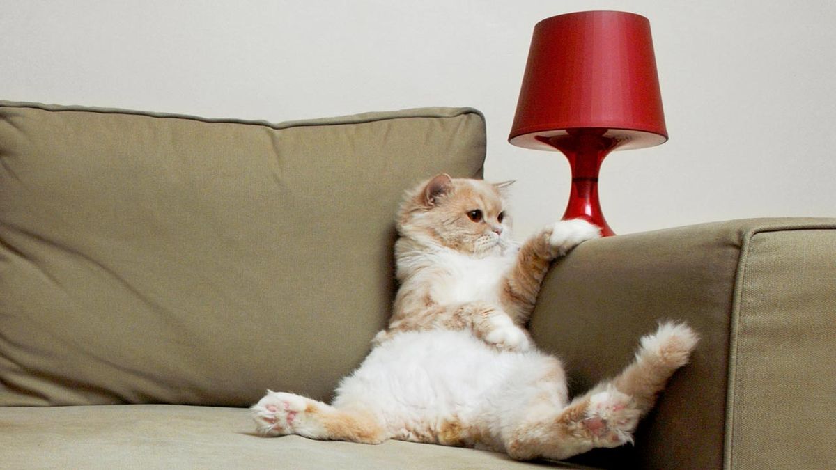 gato sentado en el sofa