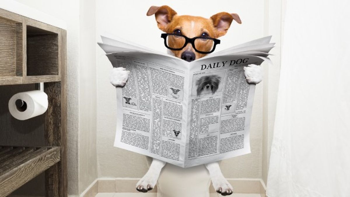 como cortar diarrea perros remedios caseros 7