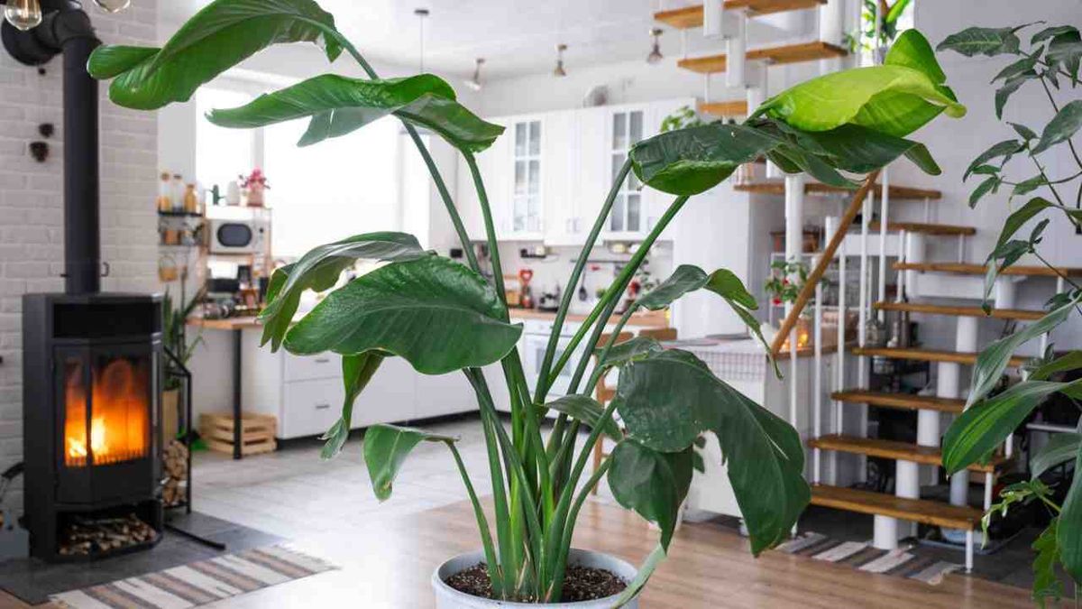 planta strelitzia nicolai cuidados