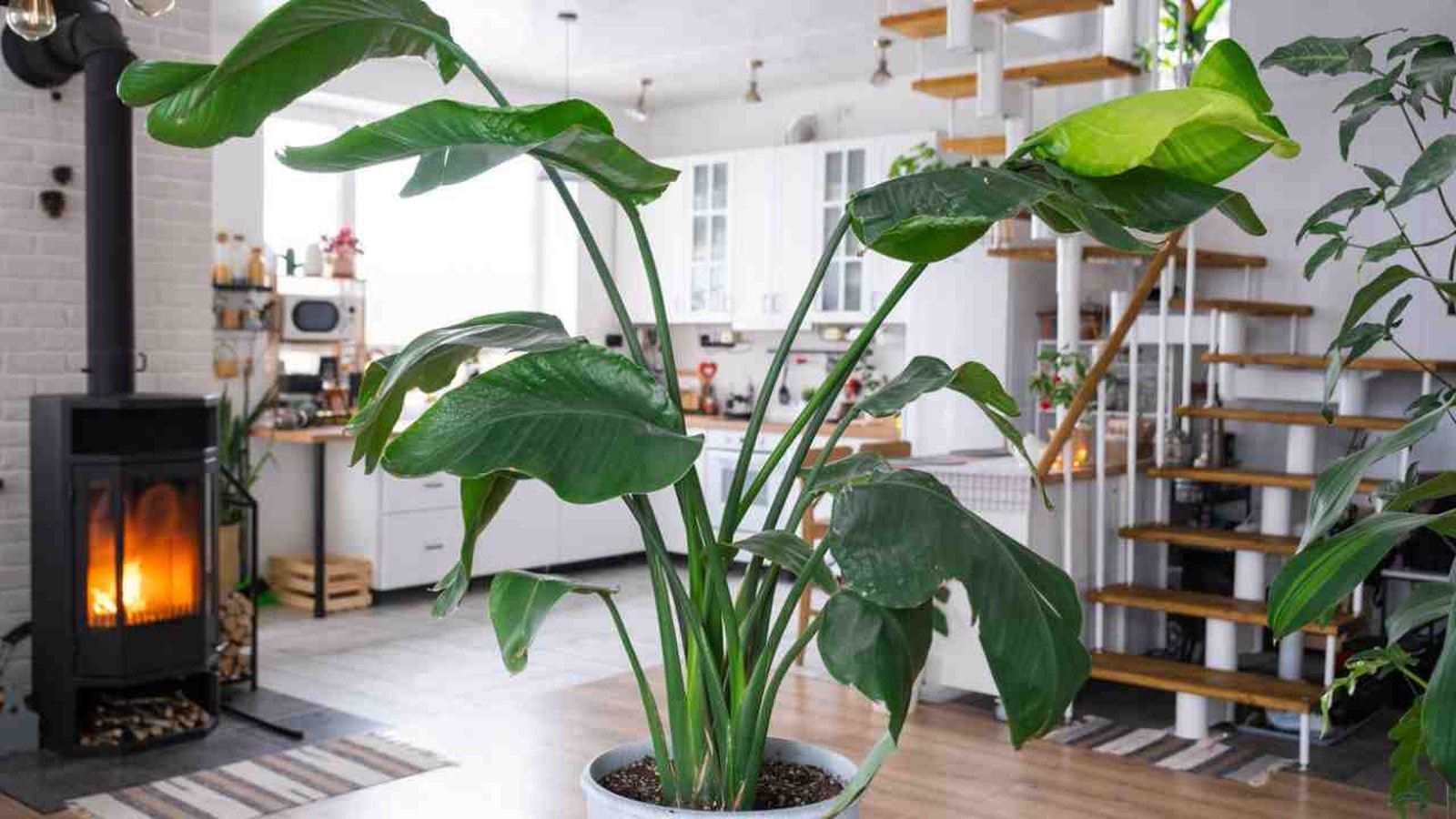 planta strelitzia nicolai cuidados