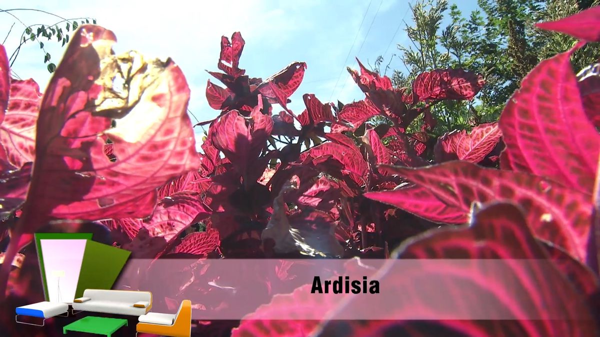 deko0706 jardin otono tonos rosas ardisia