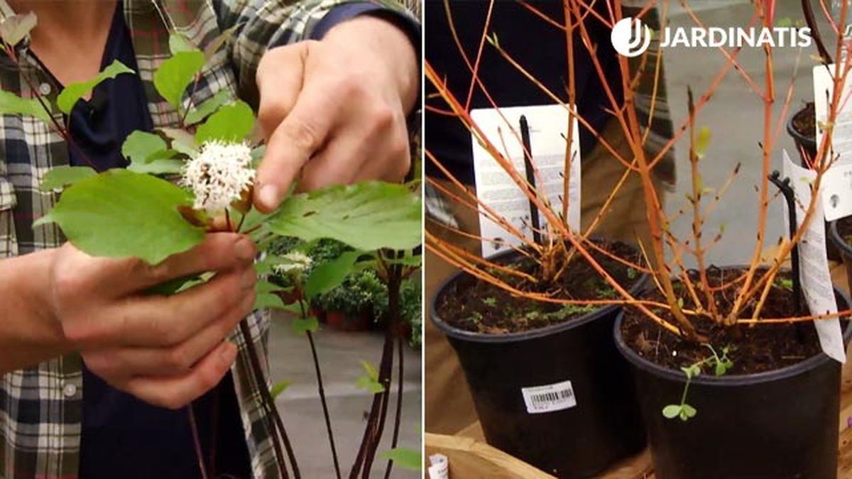 4 variedades de cornejo para el jardin en invierno Cornus alba Kesselringii y Cornus sanguinea Winter Beauty deco jardin 607