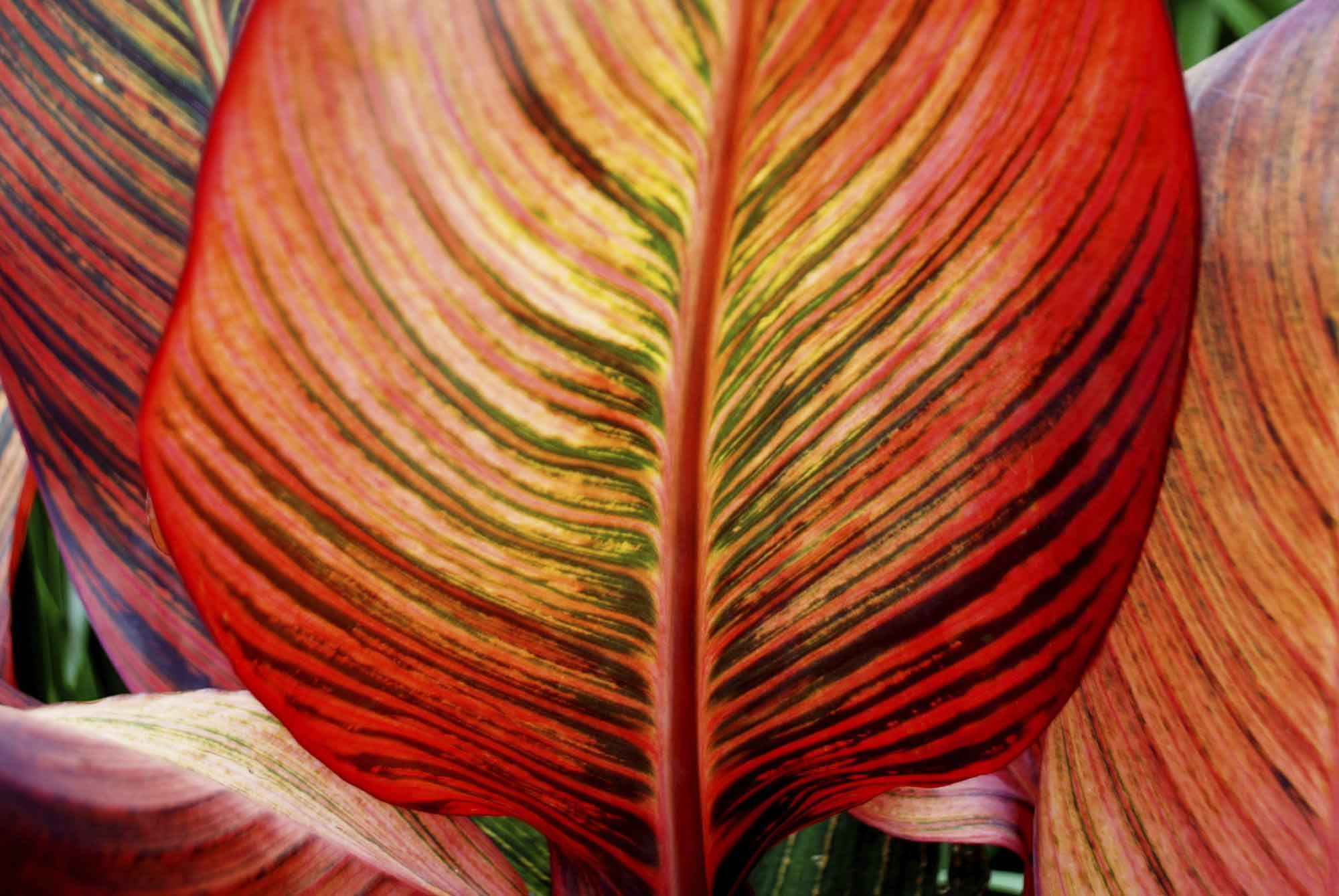 Las cannas indicas 4