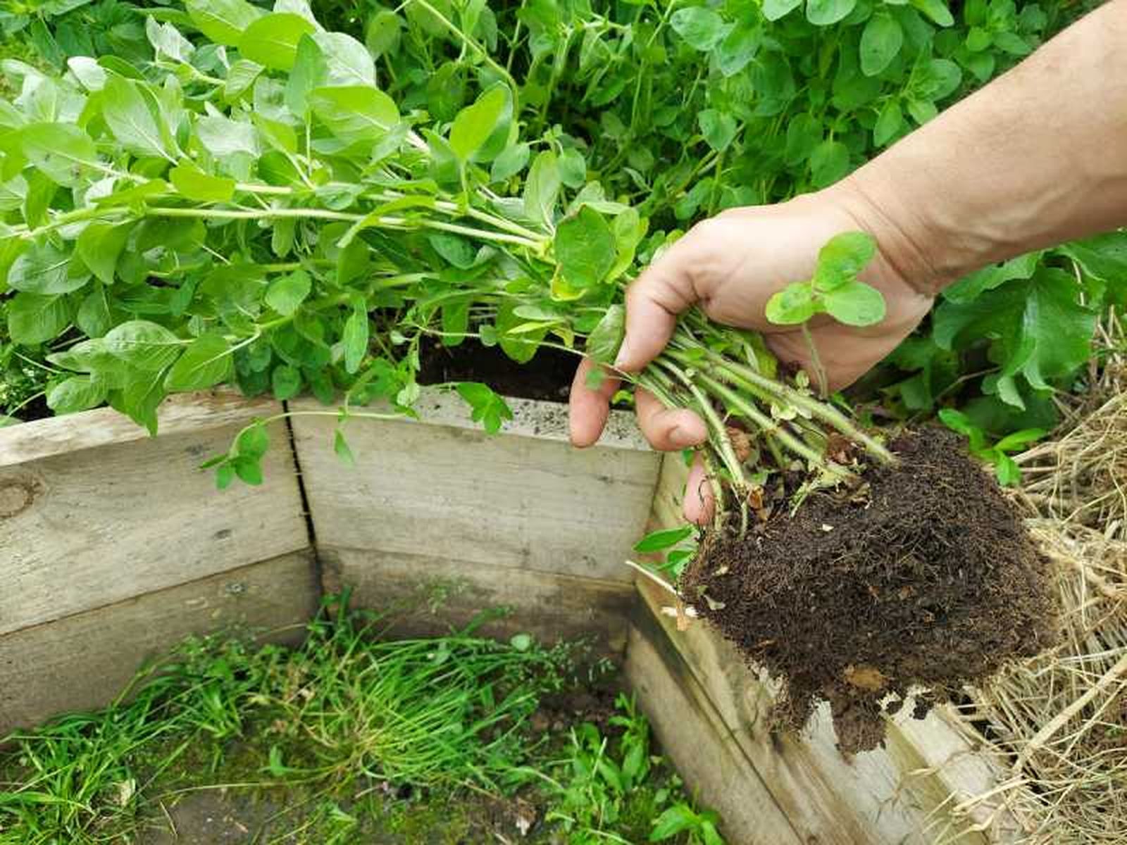 Trasplante en la huerta.