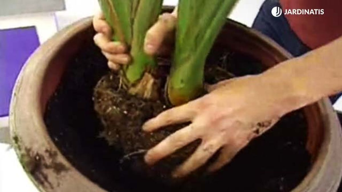 composicion con ave del paraiso paso 2 deco 081