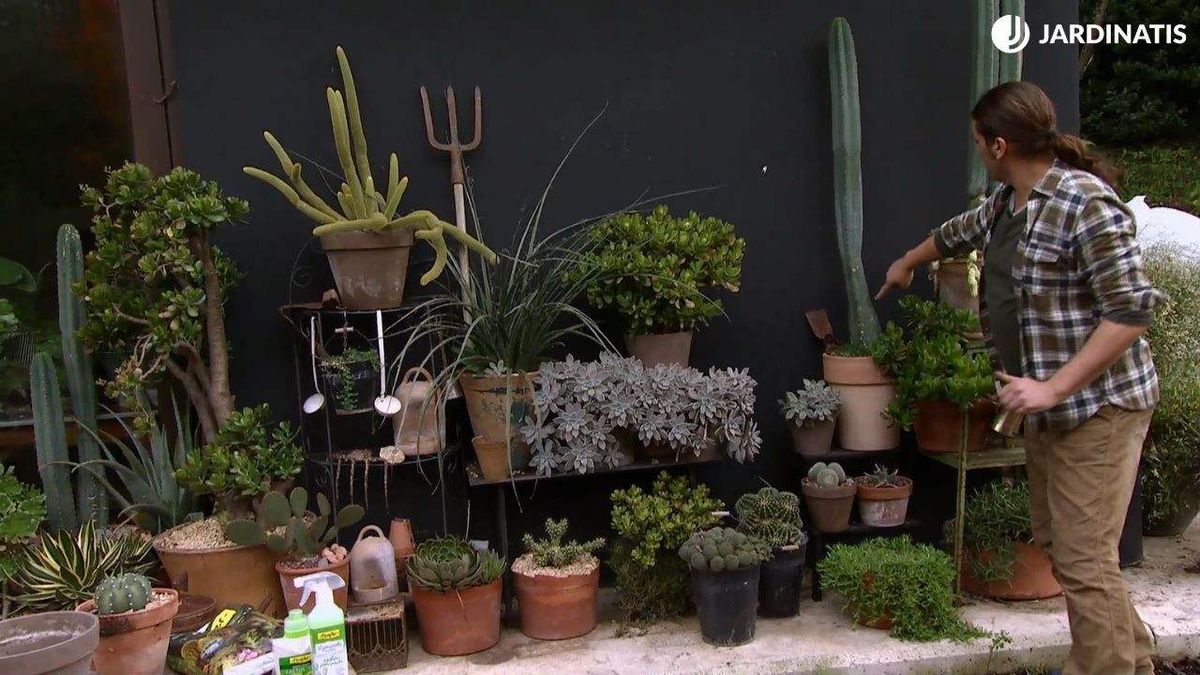 Hay cactus de tamaños, formas y texturas completamente diferentes