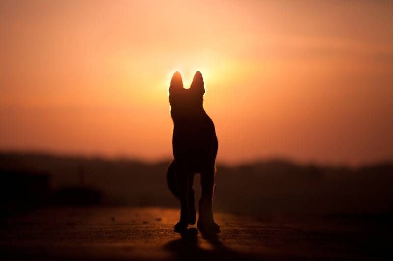 Otras fuentes sugieren que los perros más abandonados son también los chihuahuas y los pitbulls.