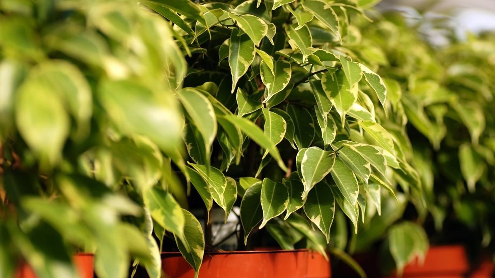 Ficus benjamina