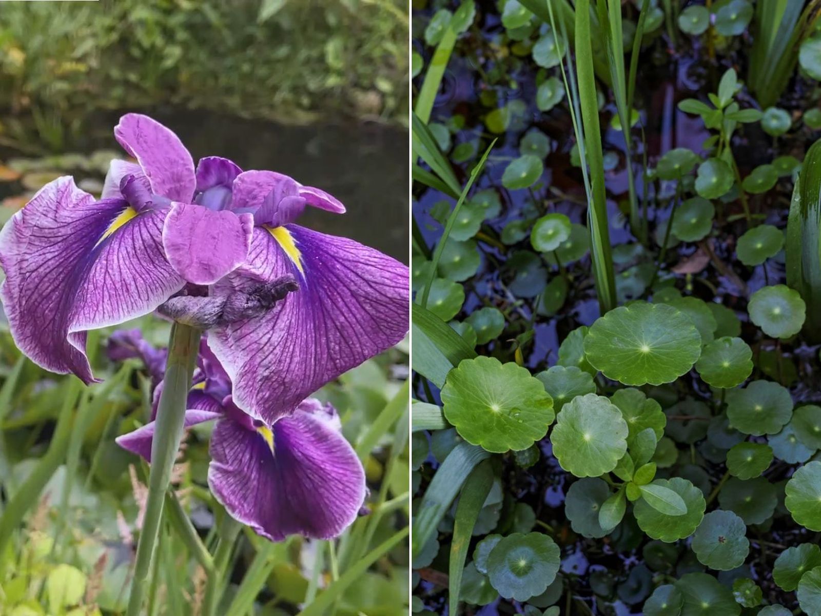 De izq. a drch.: Iris ensata y Hydrocotyle Verticillata.