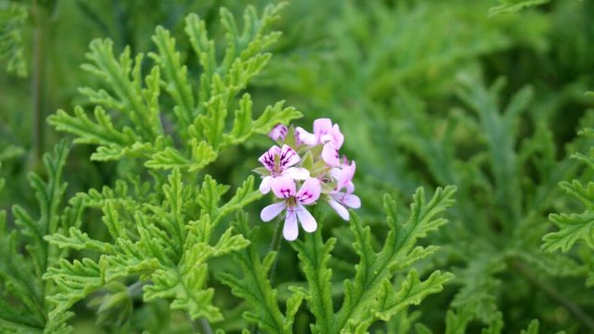 Pelargonium graveolens geranio olor