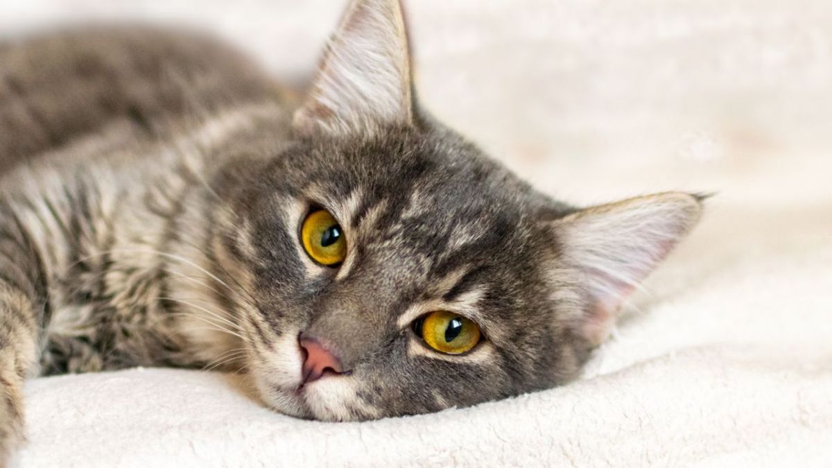 verrugas en gatos ok