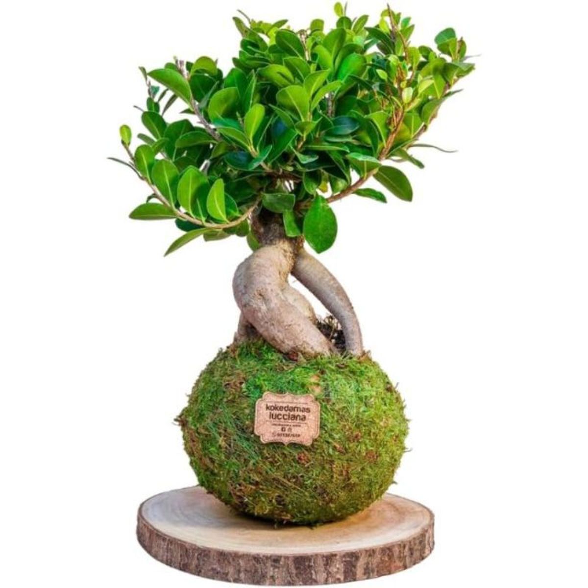 Kokedamas de Ficus Ginseng de Kokedamas Lucciana
