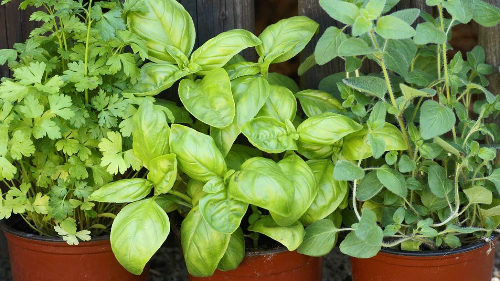 plantas comestibles que son ejemplos