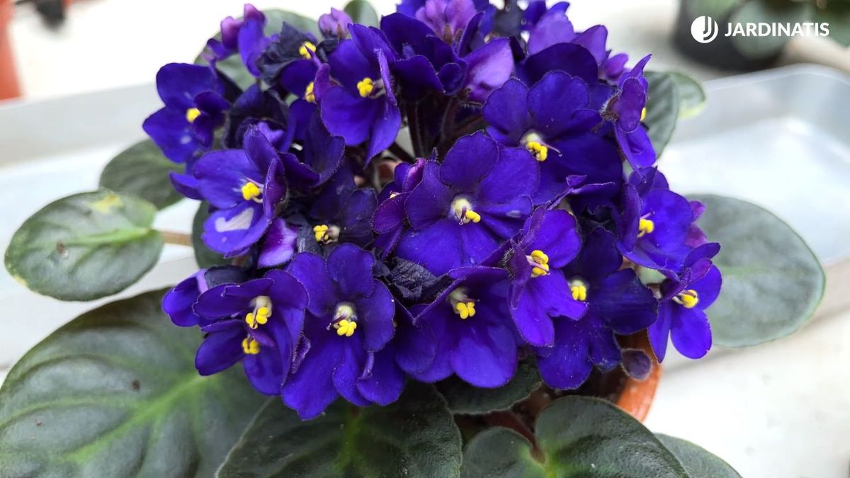 como hacer que la violeta africana florezca todo el ano jardinatis 23 28