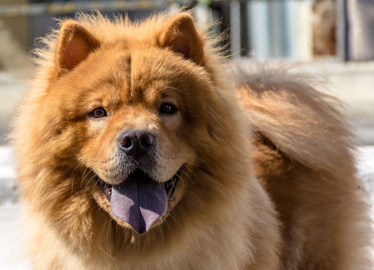 chow_chow_lengua_azul_morada