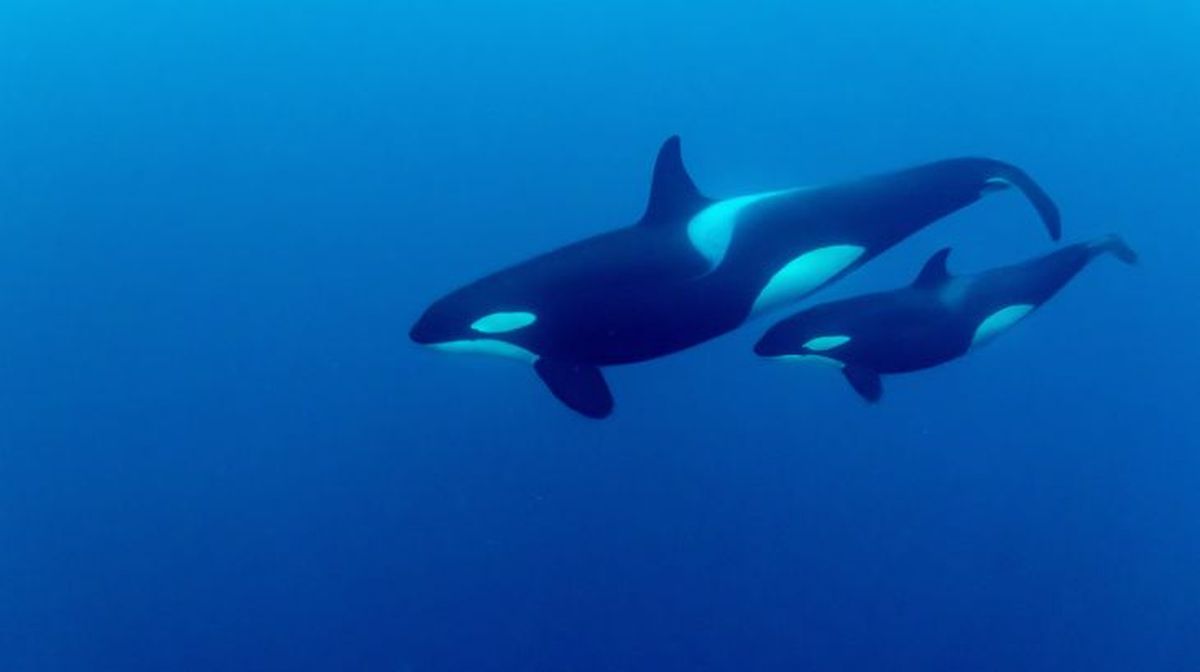 animales y la muerte 3