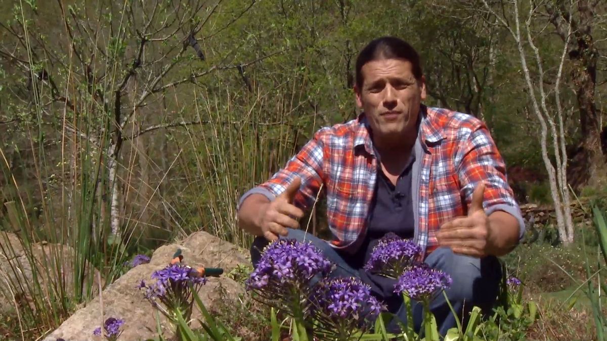 deco 693 jardineria scilla peruviana plantas bulbosas