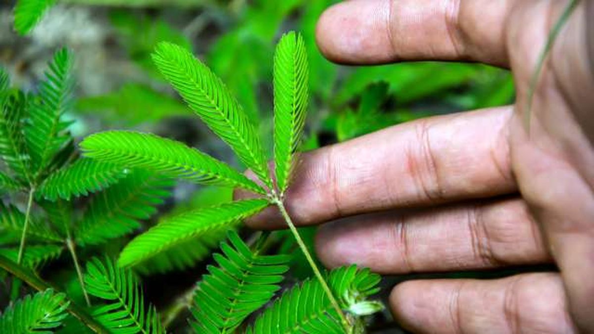Mimosa pudica movimiento