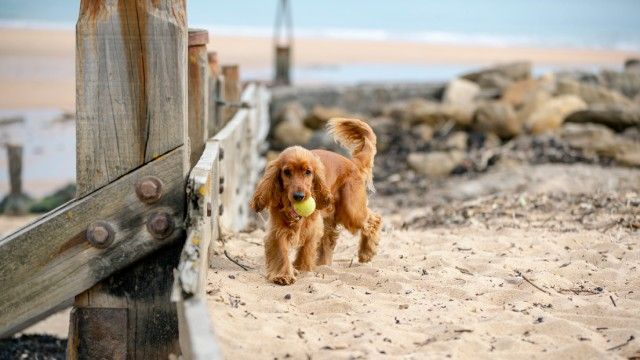 cocker spaniel 11